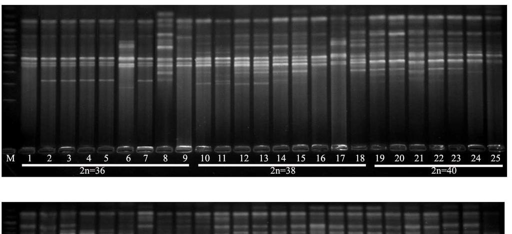 EK 3 RAPD-DNA