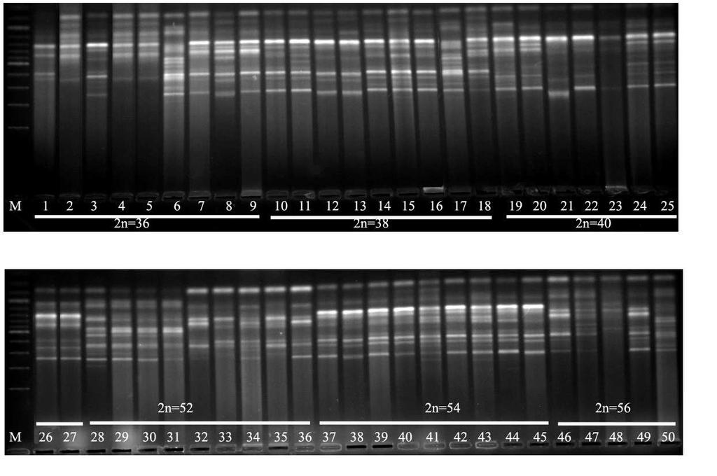 EK 3 RAPD-DNA analizi