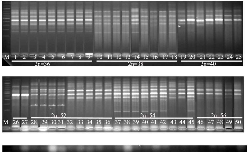 EK 3 RAPD-DNA analizi