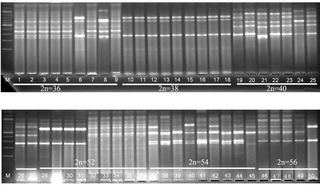 EK 3 RAPD-DNA analizi