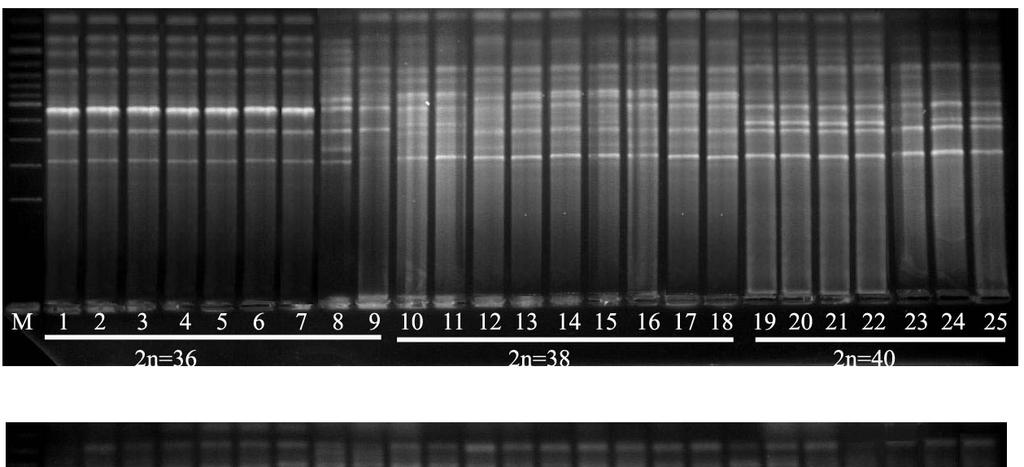 EK 3 RAPD-DNA