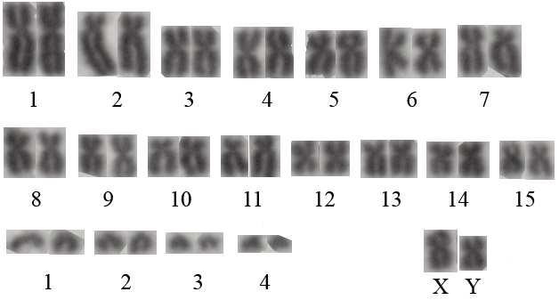 4.1.2 S. l. cilicicus populasyonlarında karyolojik bulgular S. l. cilicicus alt türünün yayılış alanından elde edilen populasyonlardan karyotip analizi yapılmış ve 2n=40, 52, 54, 56, 58, 60 olmak üzere altı farklı kromozomal form belirlendi.
