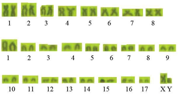 kromozomdan meydana geldiği tespit edildi. X kromozom büyük metasentrik, Y kromozom orta boy akrosentrik kromozomdur (Şekil 4.4). Şekil 4.