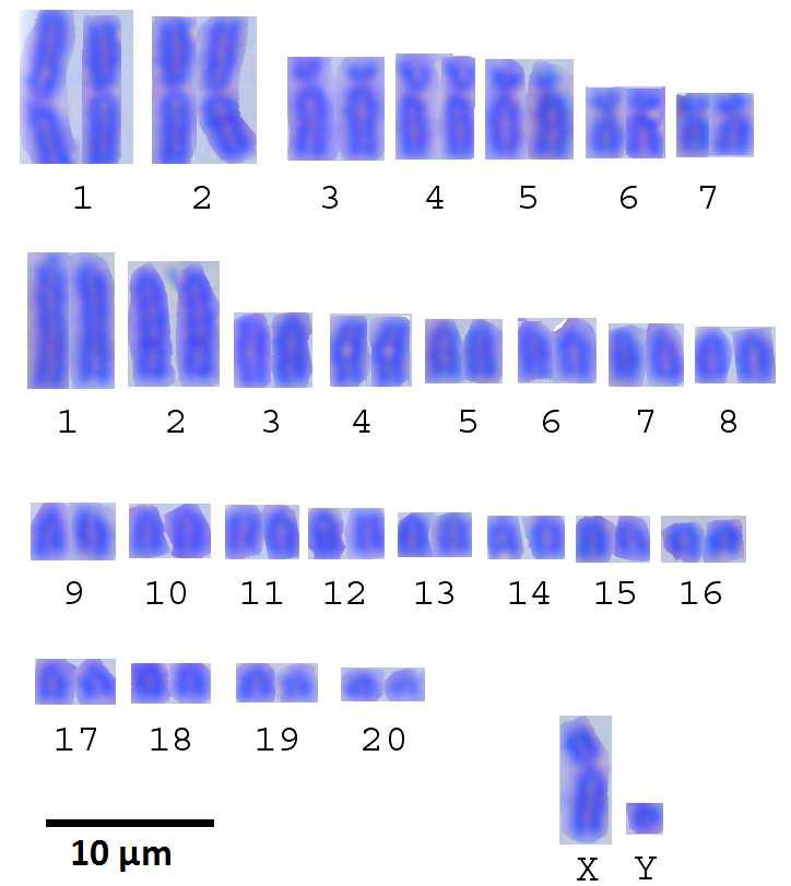 2n=56 Kromozomal Form: Manisa, Kula, Isparta populasyonlarından elde edilen körfare örnekleri karyolojik olarak analiz edilerek 2n=56 NF=72 NFa=68 karyotip değeri belirlendi.