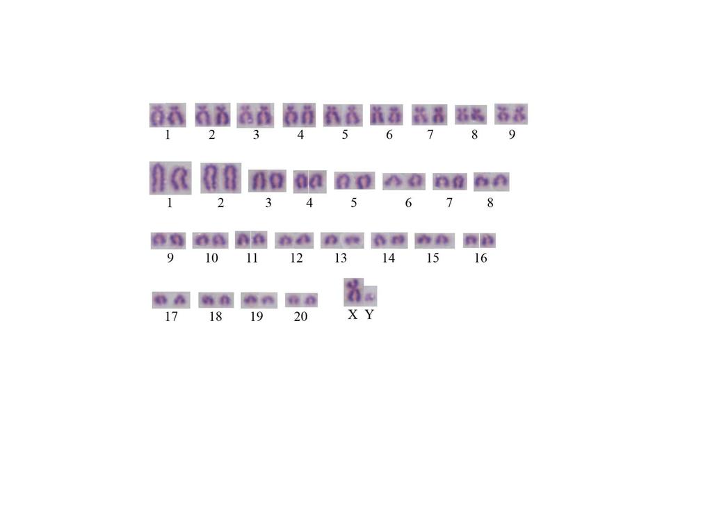 2n=60 NF=80 Kromozomal Form: Ankara, Erzincan, Sivas, Yozgat, Konya populasyonlarında elde edilen körfare örnekleri karyolojik olarak analiz edilerek 2n=60 NF=80 NFa=76 karyotip değeri belirlendi.