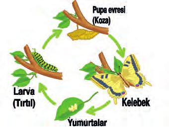 205 Kelebeklerde Başkalaşım 1. Ergin kelebeğin yaprak üzerine bıraktığı yumurtadan çıkan tırtıl (larva) yaprak yiyerek beslenir. 2. Tırtıl salgıladığı salgıyla etrafında koza (pupa) oluşturur. 3.