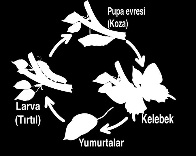 Sıra Sizde Başkalaşım geçiren başka canlılar olup olmadığını araştırınız. Bu canlıların yaşam döngülerini araştırıp arkadaşlarınızla paylaşınız....... 6.