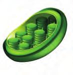 Kloroplast Bitkilere yeşil rengi veren organeldir. Bitkiler kloroplast organeli ile kendi besinlerini üretir.