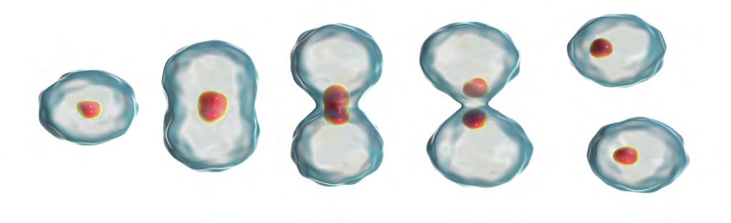 61 2. BÖLÜM Mitoz Anahtar Kelimeler ve Kavramlar - Hücre bölünmesi - Mitozun evreleri - Mitozda kromozomların önemi - Mitozun canlılar için önemi Hazırlık Çalışmaları 1.