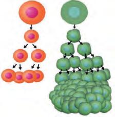 Bitki hücresinde sitoplazma, ortada oluşan sert ve cansız bir yapı yardımıyla birbirinden ayrılır. Bu yapıya ara lamel denir. Boğumlanma noktası Ara lamel 2.