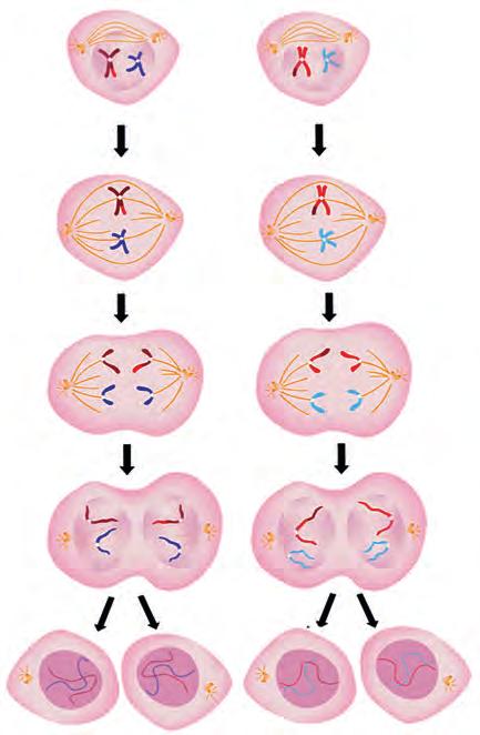 68 (2n) MAYOZUN EVRELERI Mayoz bölünme birbirini takip eden iki aşamadan oluşur. Bu aşamalar Mayoz I ve Mayoz II olarak adlandırılır. Mayoz I de kromozomların sayısı ve gen dizilimi değişir.