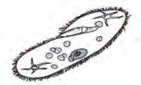 77 2. Mitoz bölünme olmasaydı hayatımızda ne gibi olumsuzluklar yaşanırdı? 3. Dişi üreme ana hücrelerinde yumurta oluşum aşamalarını açıklayınız. 4.