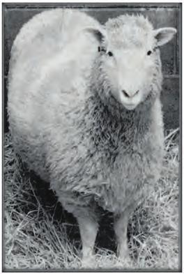 koyun D) Dolly nin babası ( S128Q01-PISA ) Soru 2: Kullanılmış olan meme parçası 15.