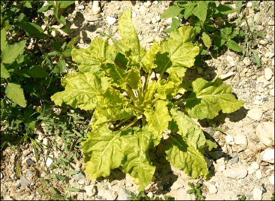 Şekil 4.2. Rhizomania ile infekteli şeker pancarı bitkisinin yapraklarının görüntüsü Şekil 4.