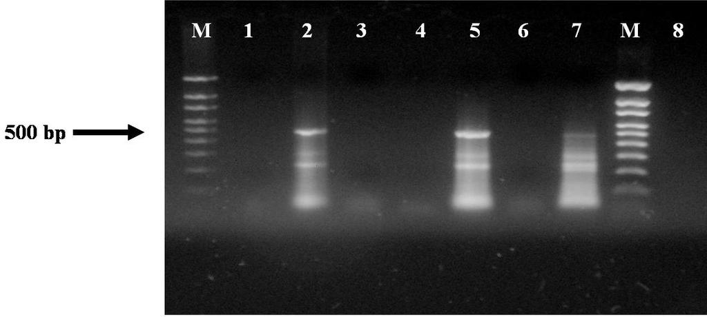 Şekil 4.22. İzolatların Immunocapture RT-PCR sonuçları (M. Marker (100