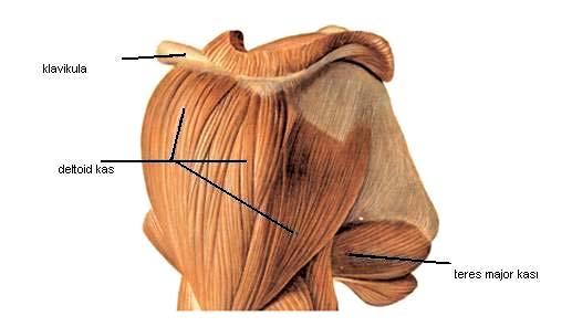 Omuz bölgesindeki diğer bursalar infraspinatus kası ile kapsül arasında, korakobrakialis kası altında, teres major kası ile triseps kasının uzun başı arasında, latissimus dorsi kasının önünde ve