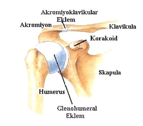 2. GENEL BİLGİLER 2.1. Anatomi ve biyomekanik Omuz kompleksini klavikula, skapula, humerus ve toraksın birbirleriyle yaptığı dört ayrı eklem oluşturur.