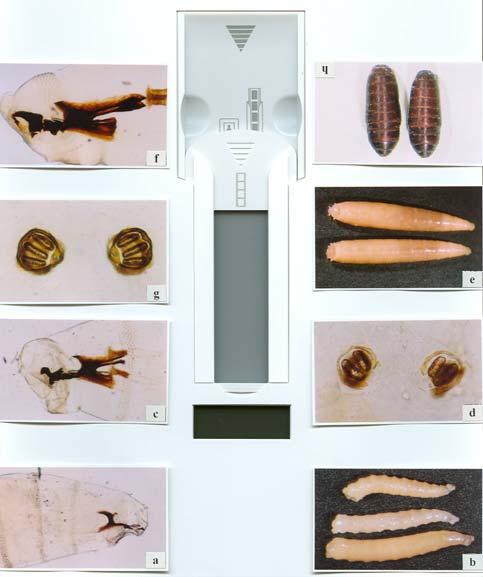 Doğal ortamda yumurtalardan yaklaşık 10-18 saat içinde çıkan larvaların, kokuşturulmuş karaciğer üzerinde beslenip 1-2 gün içinde ikinci dönem larva haline, ikinci dönem larvaların da 1-2 gün içinde