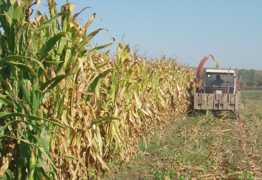 ÇeĢitler arasında yapılan ölçümler de silaj verimi bakımından Turtop çeģitleri 3736.66 kg/da ile en yüksek, 31 Y 61 çeģidi 3083.00 kg/da. ile en düģük silaj verimine sahip oldukları görülmüģtür.