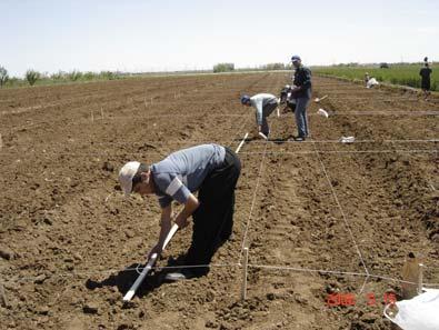 Ekim tavlı, toprağa denemede ele alınan sıra arası ve sıra üzeri mesafesine uygun olarak açılan çizilere her ekim noktasına iki tohum