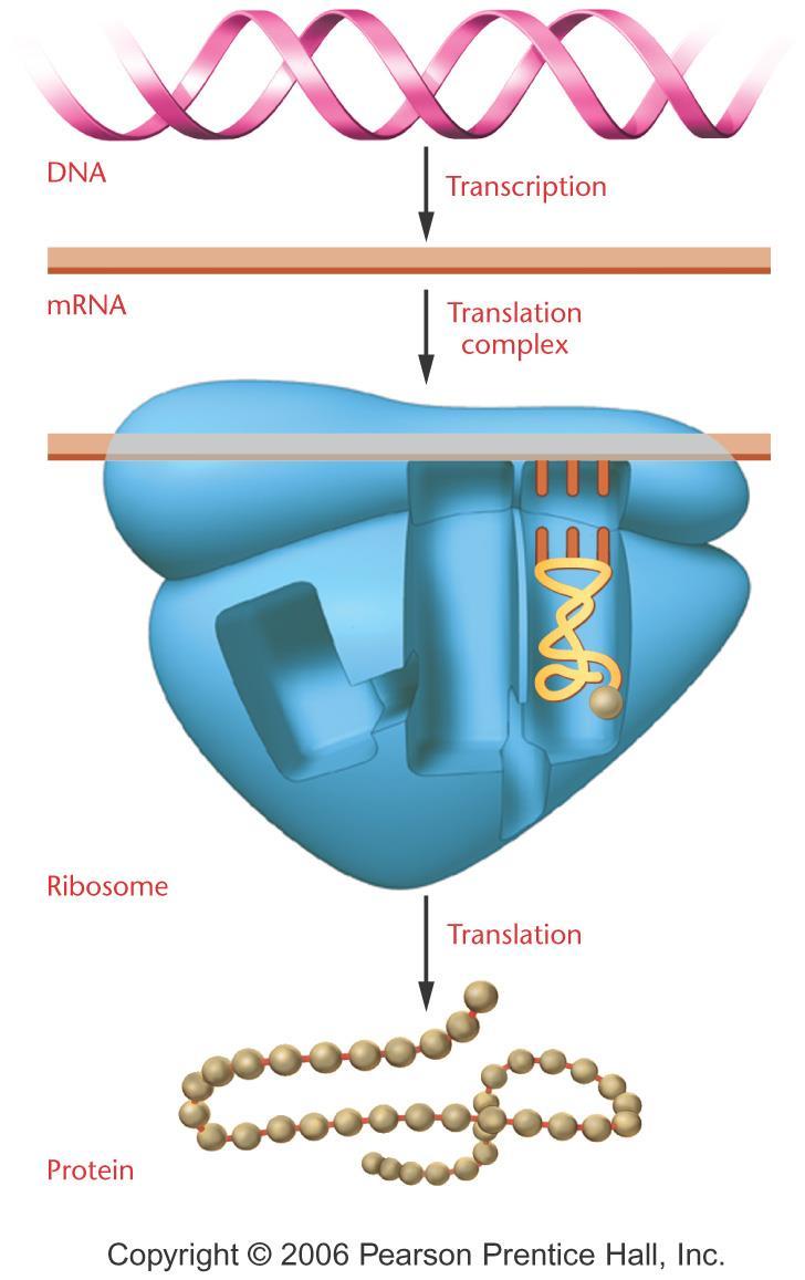 Transkripsiyon Translasyon