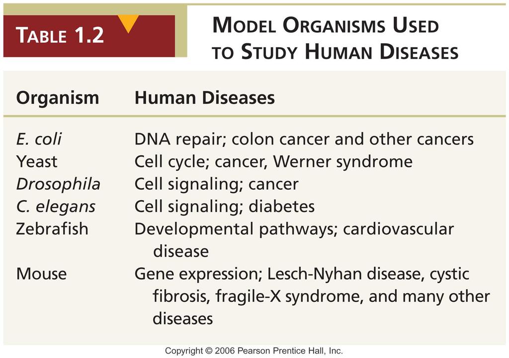 İNSAN HASTALIKLARINI ARAŞTIRMAK İÇİN KULLANILAN MODEL ORGANİZMALAR Organizma E.coli Maya Drosophila C.