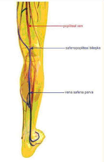 6 VSP nin alt ekstremitedeki seyri Şekil 2 de gösterilmiştir. Şekil 2. VSP nin alt ekstremideki seyri 2.3.2. Derin Venöz Sistem Birer çift olarak bulunan, v. tibialis anterior, v.