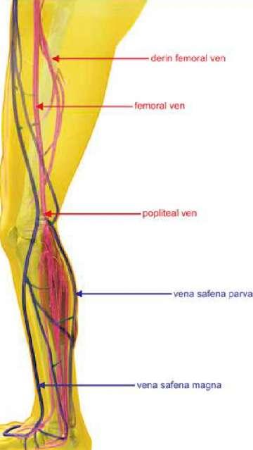 7 Şekil 3. Alt ekstremite derin ve yüzeyel venöz sistem anatomisi 2.3.3. Perforan Venler Perforan venler musküler fasyayı delip geçerek, yüzeyel venleri derin venlere bağlayan bir venöz sistemdir.