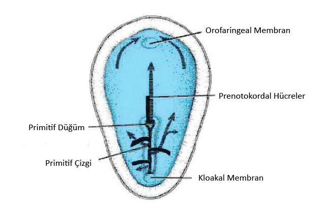 3 2. GENEL BİLGİLER 2.1. Embriyoloji 2.1.1. Genel Embriyoloji Gestasyonel yaşamın ikinci haftasında embriyonu oluşturacak olan germinal disk, epiblast ve hipoblast germ yapraklarından meydana gelir.