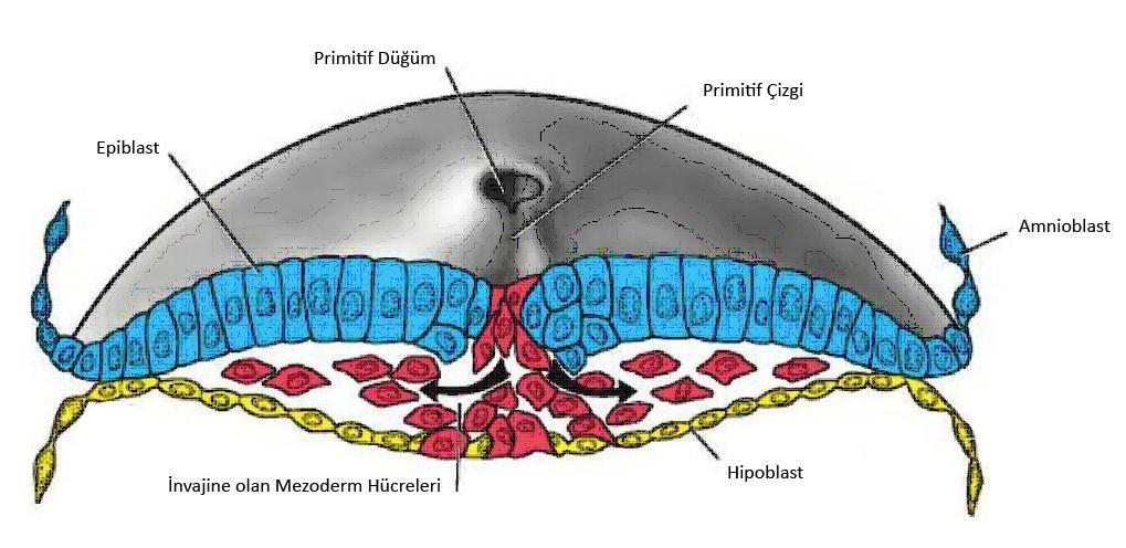 4 İnvajinasyon esnasında hipoblastın yerine geçen hücreler endodermi oluştururken; epiblast ile yeni oluşmuş endoderm arasına göç eden hücreler mezodermi meydana getirir.