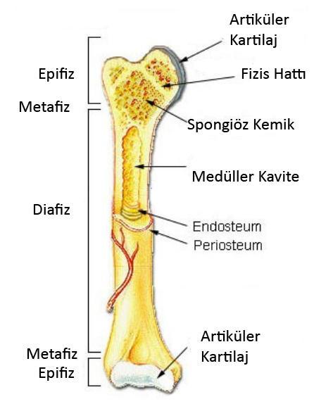 10 Metafiz: Metafiz büyüme plağı ve diyafiz arasındaki bölgeye verilen isimdir. Bol spongiyoz kemik yapı içerir, kortikal kompakt kemik bu bölgede diyafize göre incedir.