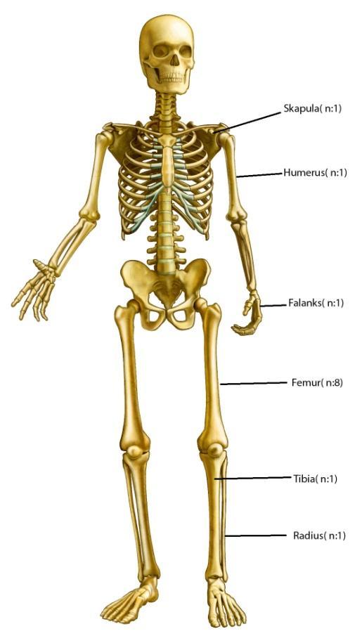 47 4. BULGULAR 4.1. Demografik Özellikler Toplam 13 hasta çalışmaya dahil edildi.