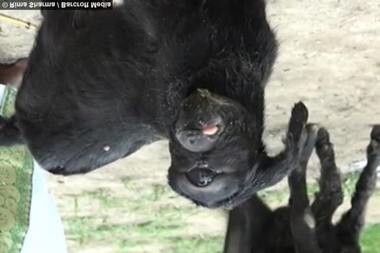 Bu etkinlikler sonucu canlının genetik yapısında birtakım bozulmalar oluşur. DNA da meydana gelen her türlü değişiklik, farklı genetik özelliklerin oluşmasına neden olabilir.