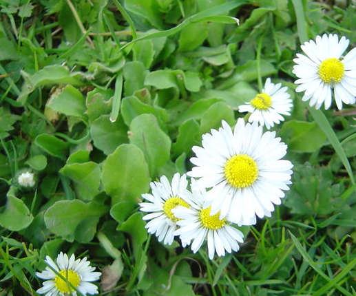 Yapraklar yuvarlak 2,5 7,5 cm uzunluğundadır. Güneşli, kuru nemli yerlerde, normal, derin ve kumlu bahçe topraklarında iyi gelişir. Üretim yöntemi kolaydır.