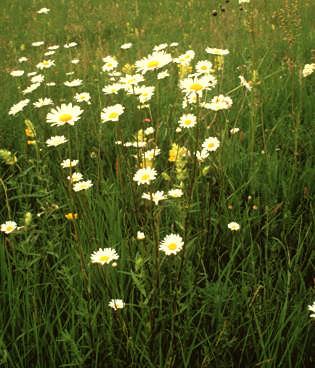 Haziran - temmuz arası çiçeklenir. Çiçek sürgünleri köşelidir. Chrysanthemum leucanthemum 30 70 cm boylanır.