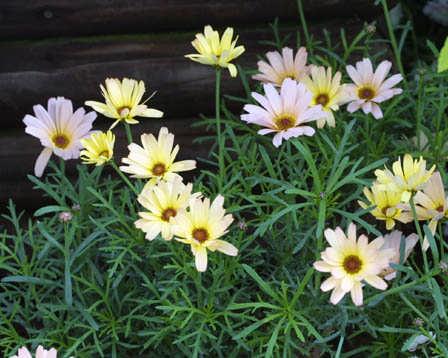 30 60 cm boylanır. Mart nisan aylarında soğuk yastıklara ekilebilir. Temmuz ayında çiçeklenir.