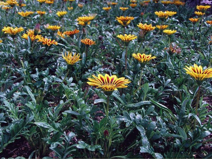 8.5. Önemli Türleri Gazania longiscapa Bitki 15 20 cm boylanır. Tek, iki ve çok yıllık olan çeşitleri mevcuttur. Fotoğraf 8.