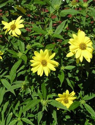 decapetalus ) ( On tablalı çok çiçekli ayçiçeği ) 1 2 metre boylanır. Çiçek tablası katmerli ve orta büyüklüktedir. Ağustos ve eylül ayları arası açar. Çiçek rengi sarıdır.