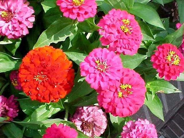 Çiçeklenme zamanı temmuz ekim arasıdır. Bitki dallanmış formda olup çiçekleri turuncu renktedir.
