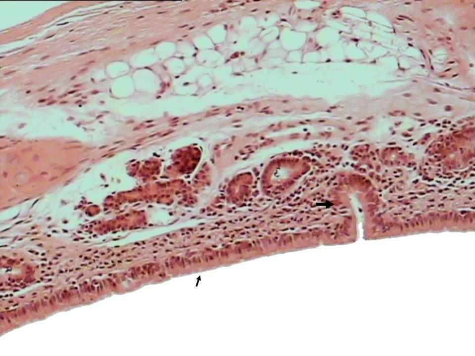 Şekil 4.2. Rat larinksi L. epitelyalis indeki inveginasyon (kalın ok) ve mukozal yüzey (ince ok). HE Yöntemi. x700. Bıldırcın (Şekil 4.3) ve serçe larinkslerinin L.