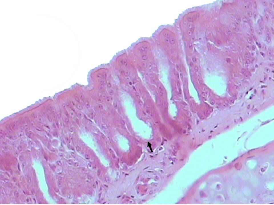 Ayrıca submukozda seröz bezlere rastlandı. Şekil 4.3. Bıldırcın larinksi L. epitelyalis indeki inveginasyon (ok). HE Yöntemi. x700. 4.1.2.