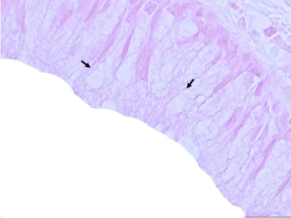 Şekil 4.5. Rat trakesi L.epitelyalis inde gruplaşmış goblet hücreleri (oklar). HE Yöntemi. x700. 4.1.3.