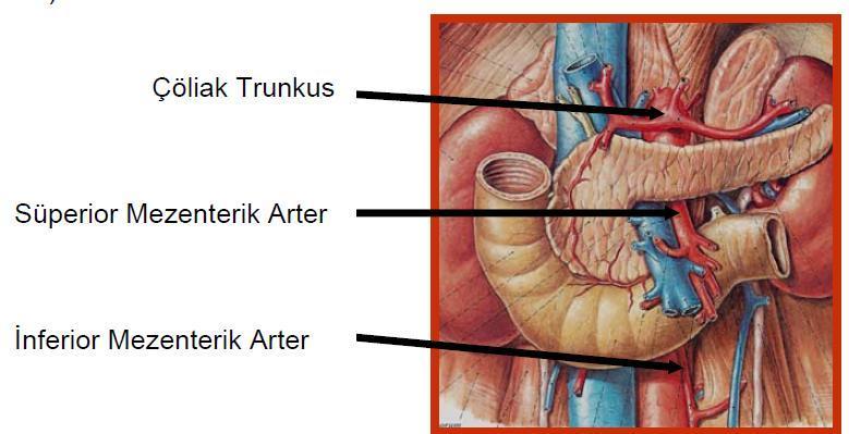 Şekil 2: Barsak dolaşımını temel olarak sağlayan abdominal aortanın 3 dalı (Sobotta İnsan Anatomisi Atlası 19