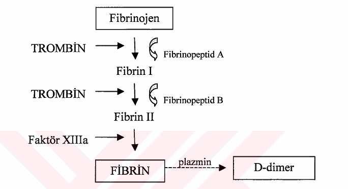 Fibrinojenden fibrin oluumu esnasında protrombin, Faktör Xa/Va kompleksi tarafından trombin ve protrombin fragmanı 1.2 (F1.2) olarak parçalanır.