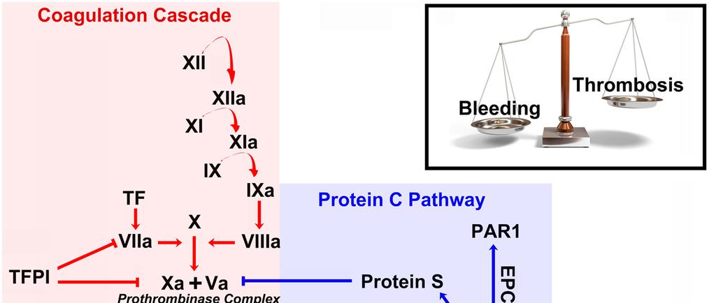 Protease activated receptors Doku faktörü vwf