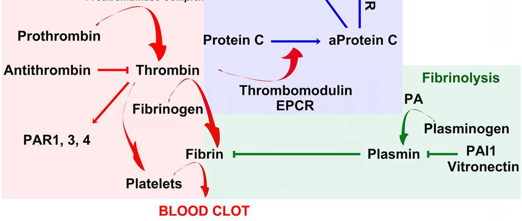 faktörleri Endotel P selectin apoptozu E