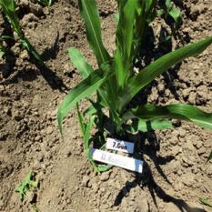 yellow and white coloured, at 25 % dose, plant height was