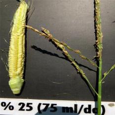 Maize - Field Experiment 48 M s r Tepe Püskülü ve Koçan Tasla Fark