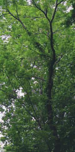 Yaşlı ceviz ağaçlarından elde edilen malzemeler genellikle