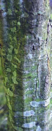DİŞBUDAKLAR GÜRGENLER Ülkemizde üç tür dişbudak ağacı doğal